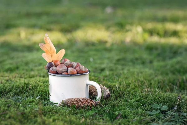 Hazelnoten Een Mok Het Bos Groen Gras Een Traktatie Voor — Stockfoto