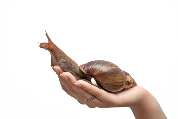 Grande Caracol Gigante Achatina Uma Mão Feminina Sobre Fundo Branco — Fotografia de Stock