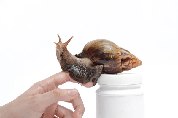 snail on a female hand looks up on a white background, domestic pet giant snail Achatina