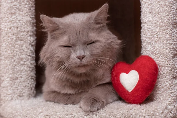 big gray fluffy cat sleeps on his bed, soft red heart symbol of love, happy lazy, pet, home sweet home