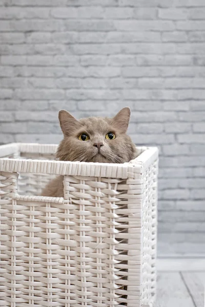 Puszysty Szary Kot Siedzi Pudełku Patrzy Górę Domowy Szary Kot — Zdjęcie stockowe