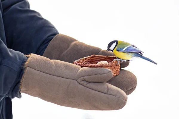 Meisen Fressen Samen Aus Menschenhand Pflegen Wildvögel Winter Füttern Vögel — Stockfoto
