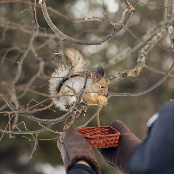 Squirrel Park Tree Gnaws Nut Feed Wild Animals Winter — Stock Photo, Image