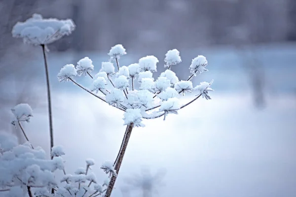 Winterpark Sneeuw Takken Eerste Sneeuw Vorst Winter Besneeuwde Natuur Achtergrond — Stockfoto