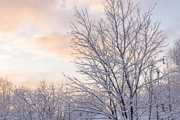 Winter Park Sneeuw Takken Winter Besneeuwde Natuur Achtergrond Ijzige Ochtend — Stockfoto