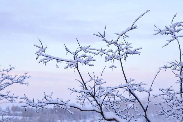 Ijzige Ochtend Het Noorden Frisse Pluizige Sneeuw Takken Winterlandschap Sneeuwval — Stockfoto
