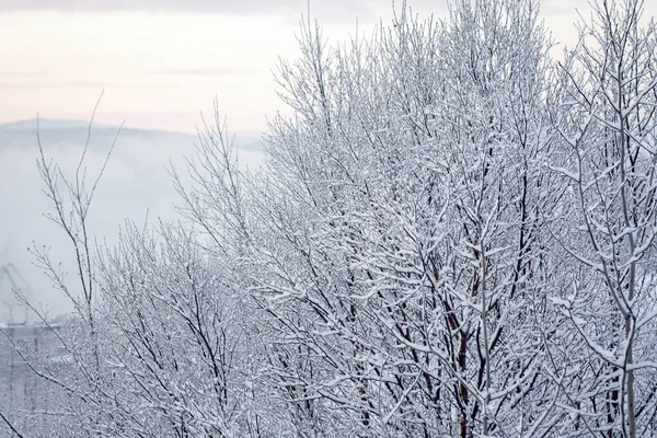 Заснеженные Деревья Парке После Снегопада Зимний Пейзаж Морозное Утро — стоковое фото