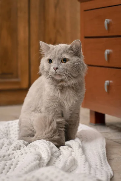 Eine Graue Katze Sitzt Auf Dem Boden Eine Decke Liegt — Stockfoto