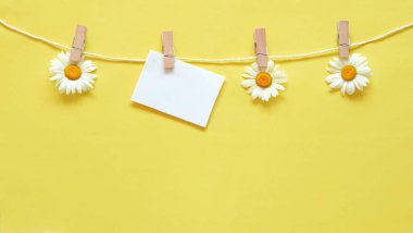 Sarı arka planda papatyalar, çamaşır mandallarında kır çiçekleri olan parlak yaz arkaplanı, tasarım için hazırlan, serbest alan,