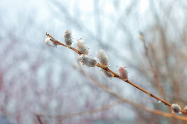 natural spring background with pussy willow branch blossoming buds symbol of spring, welcome march, hello spring