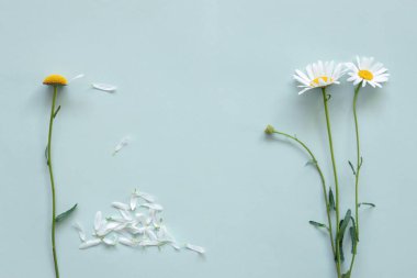 Papatya çayı pastel arka planda, yapraklar koparılmış, fal bakımı, aşklar - sevmemeler, yaz çiçekli arka plan