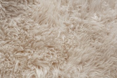 Koyun derisi, doğal koyun postu dokusu, beyaz uzun öbek, yumuşak ve sıcak malzeme.