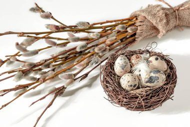 easter background, blooming pussy willow and quail eggs in a nest on a white background