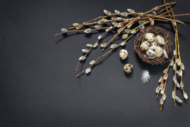 Söğüt dallarındaki kabarık tomurcuklar ve siyah arkaplandaki bıldırcın yumurtaları, Mutlu Paskalyalar ve Kutsal İsa 'nın dirilişinin bir sembolü, düzen, üst manzara, metin için yer