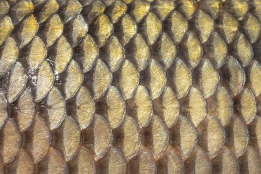golden scales of a freshly caught carp, mirror carp, scales of a large river fish close-up, fish skin texture clipart