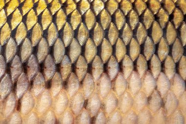 golden scales of a freshly caught carp, scales of a large river fish close-up, fish skin texture