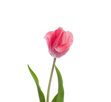 Beyaz arka planda pembe lale yakın plan izole, ilkbahar çiçeği