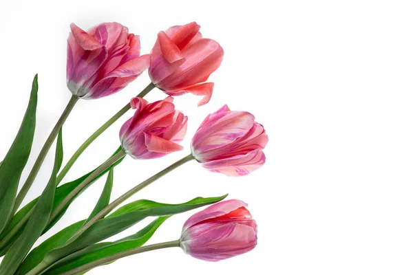 Tulip Flowers White Background Large Red Tulips Isolate Bouquet Womens — Stock Photo, Image