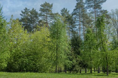 Parkta ağaçları olan yeşil çimenler, çam ağaçları, çam ağaçları ve karaçam ağaçları, güneşli bir günde kozalaklı bir ormanın kıyısında.