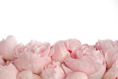 Pembe çiçekler beyaz arkaplanda karantina, pembe şakayık desenleri, kopyalama alanı, tasarım için maket