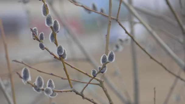 Tavaszi fűzfa háttér, fűzfa rügyek a fán — Stock videók