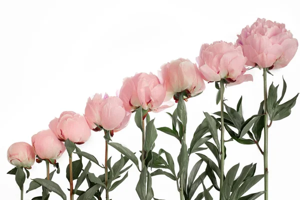 Peônias Rosa Fundo Branco Diagonal Estágios Crescimento Flores Botões Abertura — Fotografia de Stock