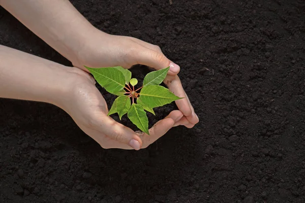 green sprout in female hands on the background of fertile land, the concept of caring for the environment, spring work in the garden, grow a tree