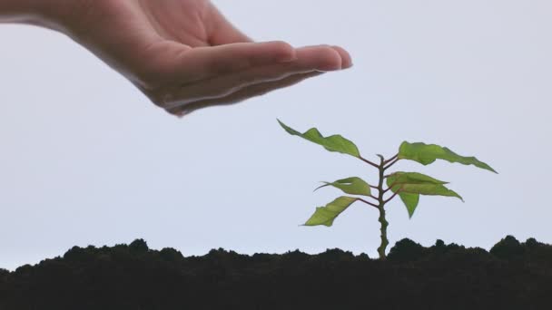 女孩浇灌绿色植物 — 图库视频影像