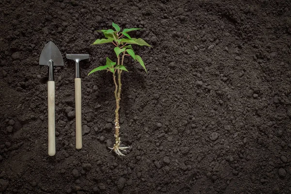 Concepto Día Tierra Herramientas Jardinería Con Planta Verde Fondo Del — Foto de Stock