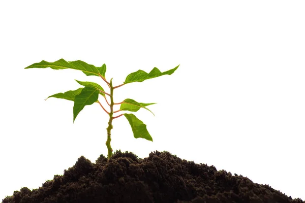 Jonge Groene Boompjes Die Groeien Bodem Een Witte Achtergrond Startconcept — Stockfoto