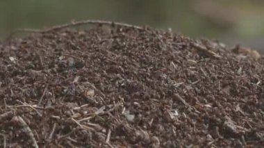 forest anthill, a colony of insects in the wild forest close up High quality 4k footage small forest ants close up