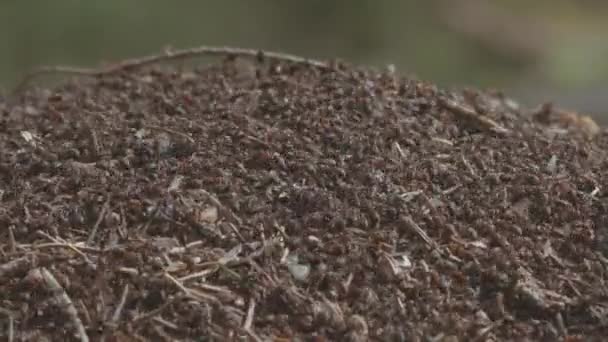 Lesní mraveniště, kolonie hmyzu v lese zblízka Vysoce kvalitní 4k záběry malé lesní mravenci zblízka — Stock video
