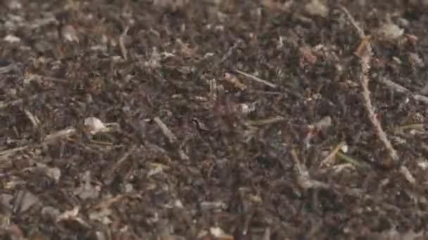Лесной муравейник, колония муравьев в дикой природе Высокое качество 4k кадры небольшие лесные муравьи закрыть — стоковое видео