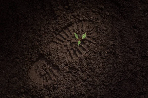 young green plant on the ground, shoe print, footprint on the ground, field, soil, the concept of the revival of life after a disaster, new shoots, hope for the restoration of nature, forests, ecology