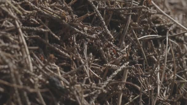 Orman karınca yuvası, vahşi bir böcek kolonisi. Yüksek kaliteli 4K görüntüler. Küçük orman karıncaları yaklaşıyor. — Stok video