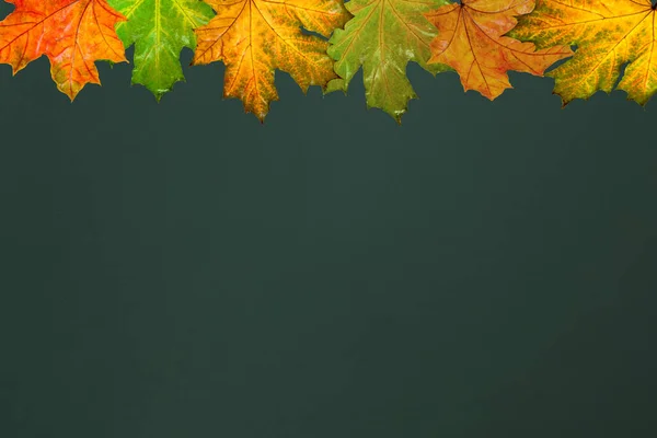 Autumn Background Maple Fallen Autumn Leaves Chalk Board Background Concept — Stock Photo, Image