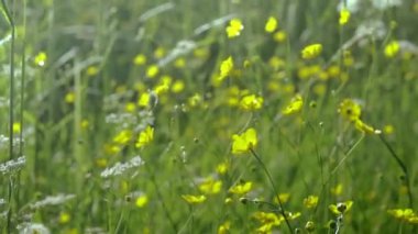 Sarı çayır çiçekleri, tarlada esen rüzgar, yaz ve güneş, değişen odak noktası Yüksek kaliteli FullHD görüntüler