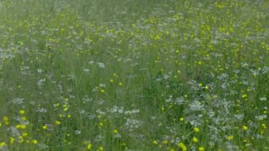 Çayır bitkileri, çiçekler, dairesel çekim, sarı ve beyaz çiçekler, yaz manzarası Yüksek kaliteli FullHD görüntüler