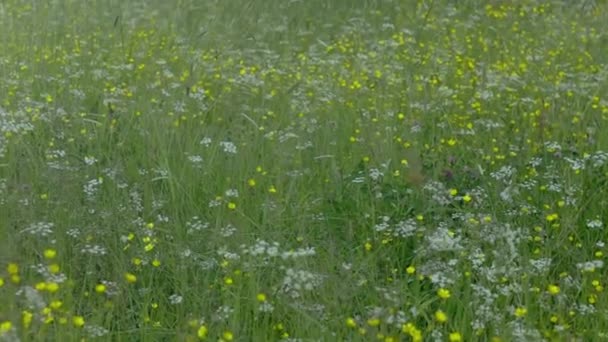 Field of meadow herbs flowers, circular shooting, yellow and white flowers, summer landscape High quality FullHD footage — Stock Video