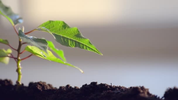 Gecikmiş, güzel makro çerçeve, sulama bitkileri yüksek kaliteli FullHD görüntüler ile büyük damla yaprak rulo — Stok video