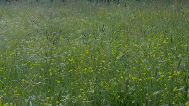 Szél egy mező tele gyógynövények és virágok, lengő tüske, zöld háttér Kiváló minőségű 4k felvételek — Stock videók
