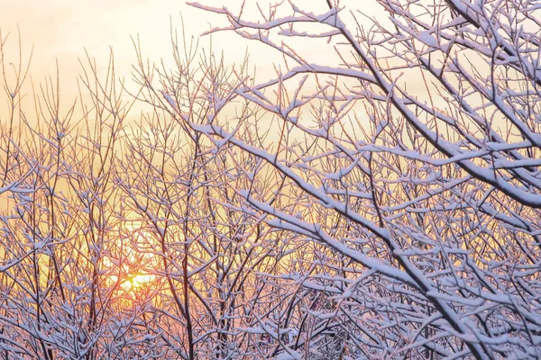 Winterbos Achtergrond Boomtakken Met Sneeuwkappen Bij Zonsondergang Kalm Weer Zachte — Stockfoto