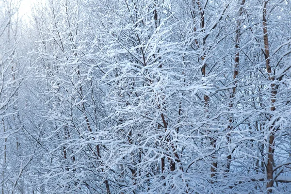 Winterbos Sneeuw Winterlandschap Een Heldere Zonnige Dag Boomtakken Bedekt Met — Stockfoto