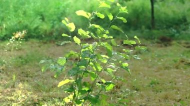Ormanda yaz yağmuru, sıcak bir yaz gününde yağmur damlaları ve güneş. Yavaş çekim