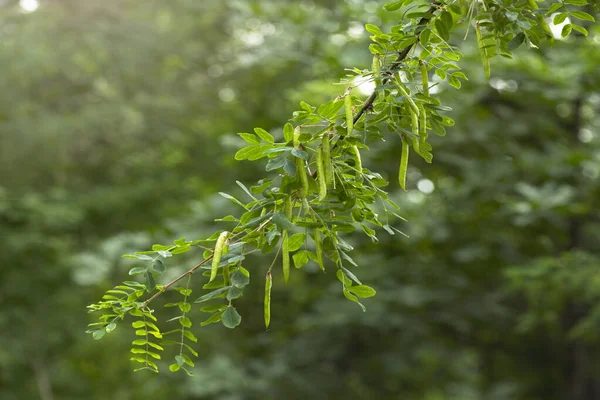 Karagana Arborescens Krzew Syberyjski Groszek Syberyjski Lub Karagana Zbliżenie Gałązki — Zdjęcie stockowe