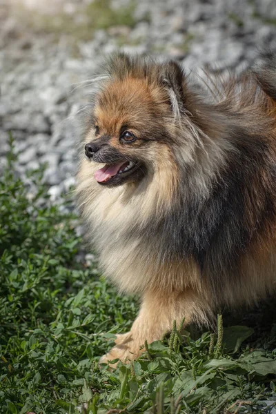 Tysk Spitz För Promenad Rödbrun Spitz Valp Stack Tungan Fluffig — Stockfoto