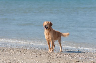 Golden retriever strand kulüpler