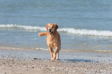 Golden retriever strand kulüpler