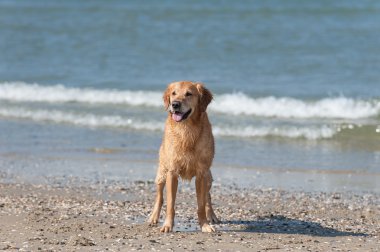 Golden retriever strand kulüpler