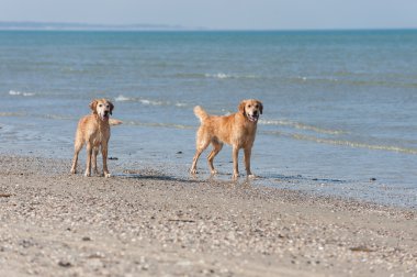 Golden retriever strand kulüpler